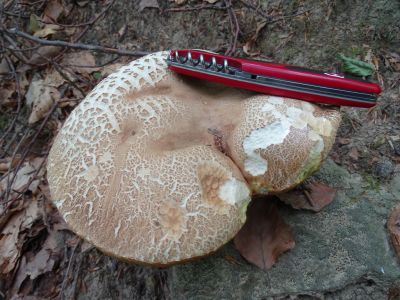 DSC01508-Sommersteinpilz.JPG