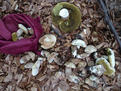 DSC01509-Sommersteinpilz.JPG