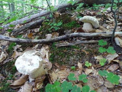 DSC01510-Sommersteinpilz.JPG