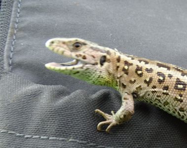 DSC01533-Zauneidechse.JPG