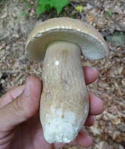DSC01563-Sommersteinpilz.JPG