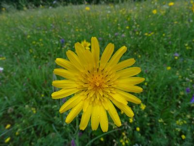 DSC01574-Wiesenbocksbart.JPG
