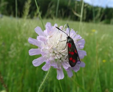 DSC01645-Blutwiderchen-auf-Witwenblume.JPG