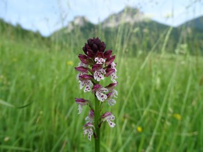 DSC01647-Brandknabenkraut.JPG