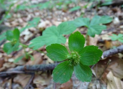 DSC01694-Schafsterndolde-Hacquetia-Epipactis.JPG