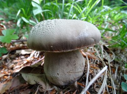 DSC01695-Sommersteinpilz.JPG