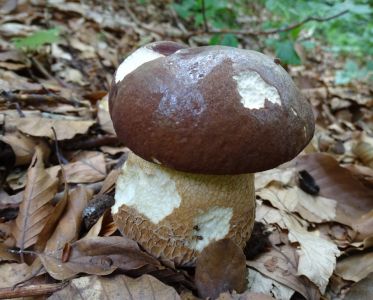 DSC01952-Sommersteinpilz.JPG