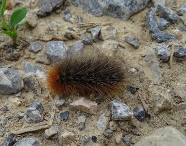 DSC01955-Brauner-Bär.JPG