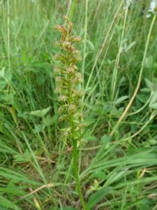 DSC02001-Grüne-Holzunge.JPG