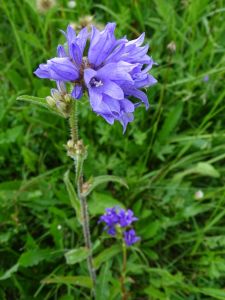 DSC02016-Borsten-Glockenblume-Campanula-cervicaria.JPG