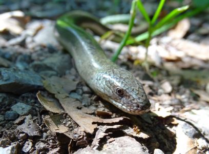 DSC02113-Blindschleiche.JPG