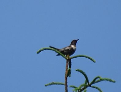 DSC02135-Ringdrossel.JPG