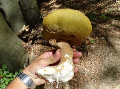 DSC02340-Steinpilz.JPG