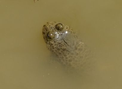 DSC02344-Gelbbauchunke.JPG