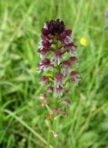 DSC02409-Brand-Knabenkraut-Orchis-ustulata-aestivalis.JPG
