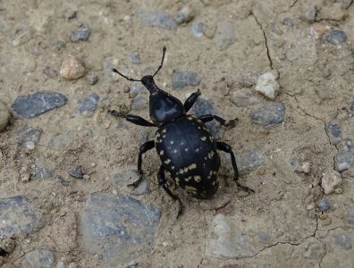 DSC02449-Großer-Rüsselkäfer.JPG