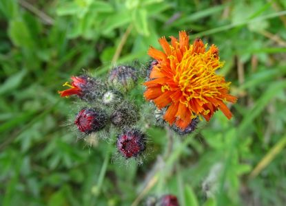 DSC02474-Orangenrotes-Habichtskraut.JPG