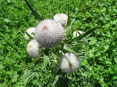 DSC02497-Wollige-Distel.JPG