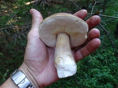 DSC02852-Steinpilz.JPG