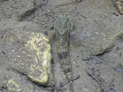 DSC02881-Groppe-Cottus-gobio.JPG