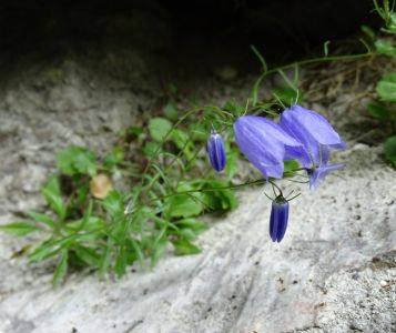 DSC02886-Zwerg-Glockenblume.JPG