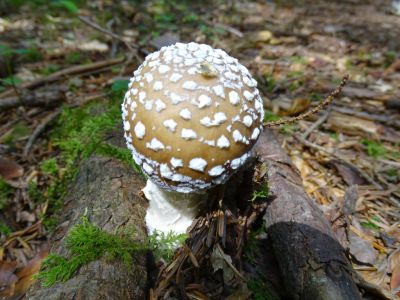 DSC02889-Pantherpilz.JPG