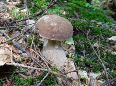 DSC02890-Steinpilz.JPG
