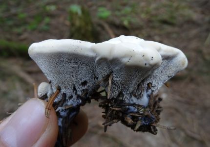 DSC02896-Blauer-Korkstacheling-Hydnellum-caeruleum.JPG