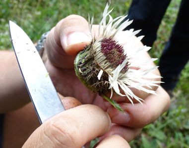 DSC02901-Silberdistel.JPG