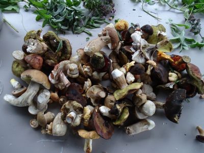 DSC02911-Pilzausbeute.JPG