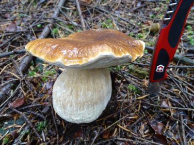 DSC02929-Steinpilz.JPG