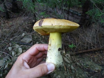 DSC02935-Echter-Königsröhrling-Butyriboletus-regius.JPG