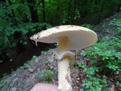 DSC03099-Spitzschuppiger-Stachelschirmling-Lepiota-aspera.JPG