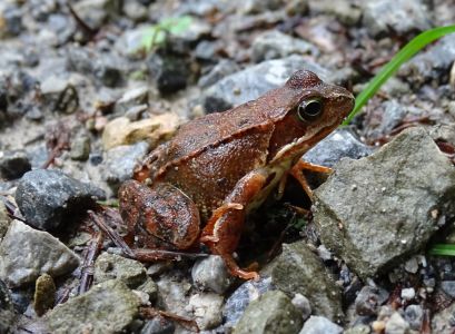 DSC03110-Grasfrosch.JPG