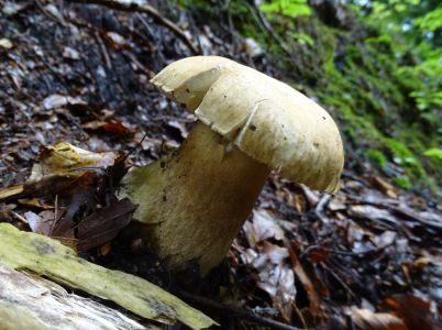 DSC03113-Steinpilz.JPG