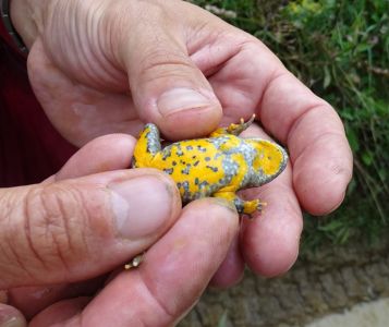 DSC03143-Gelbbauchunke.JPG
