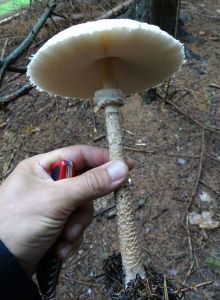 DSC03185-Parasolpilz.JPG