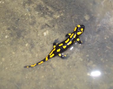 DSC03200-Feuersalamander.JPG