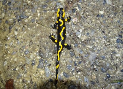DSC03205-Feuersalamander.JPG
