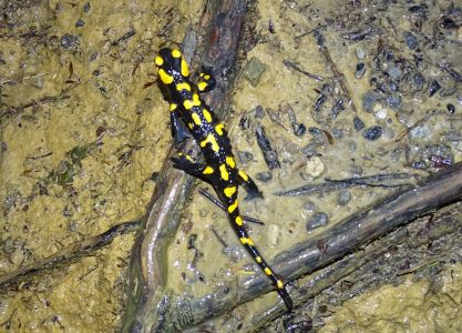 DSC03208-Feuersalamander.JPG