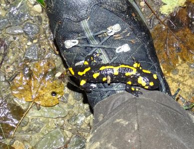 DSC03210-Feuersalamander.JPG