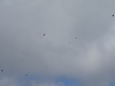 DSC03265-Kolkraben.JPG