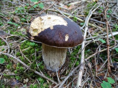 DSC03583-Kiefer-Steinpilz.JPG