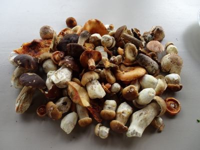 DSC03590-Pilzbeute.JPG