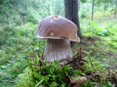 DSC03617-Steinpilz.JPG
