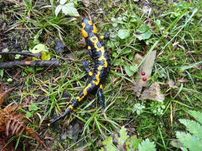 DSC03618-Feuersalamander.JPG
