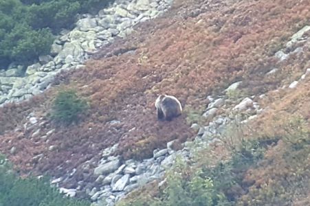 DSC03690-Bär-20190918_155625.jpg