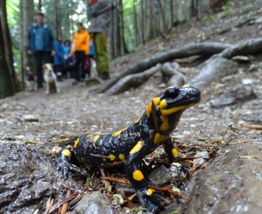 DSC03890-Feuersalamander.JPG