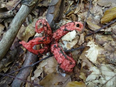 DSC04101-Tintenfischpilz.JPG