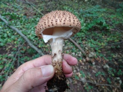 DSC04104-Spitzschuppiger-Stachelschirmling-Lepiota-aspera.JPG